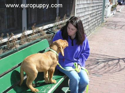 Sampson - Dogue de Bordeaux, Euro Puppy Referenzen aus United States