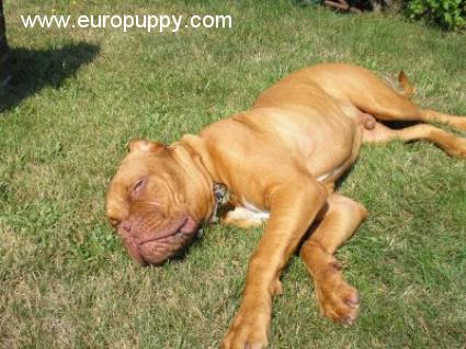 Sampson - Dogue de Bordeaux, Euro Puppy review from United States