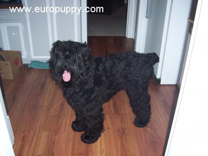 Ivan - Schwarzer Russischer Terrier, Euro Puppy Referenzen aus United States