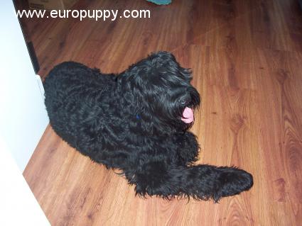 Ivan - Ruso Negro Terrier, Euro Puppy review from United States