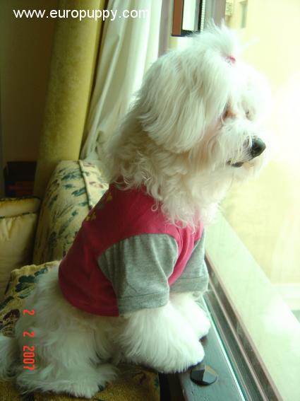 Loo - Havanese, Euro Puppy review from Bahrain