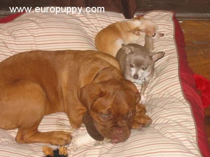 Arthur - Dogue de Bordeaux, Euro Puppy Referenzen aus United States