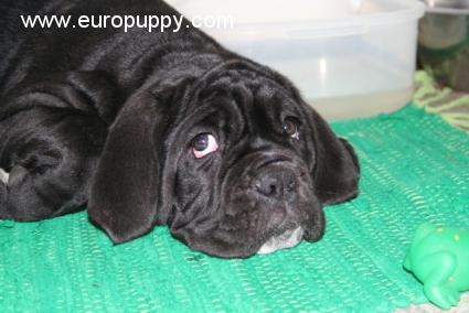 Tania - Neapolitan Mastiff, Euro Puppy review from Ghana