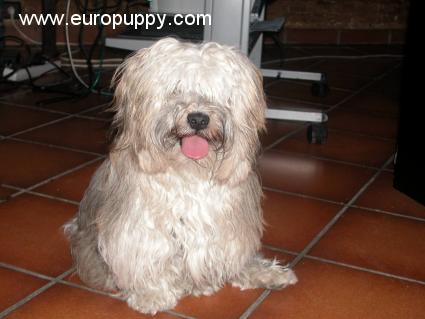 Max - Havaneser, Euro Puppy Referenzen aus Spain