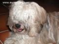 Max - Havanese, Euro Puppy review from Spain