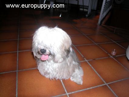 Max - Havanese, Euro Puppy review from Spain