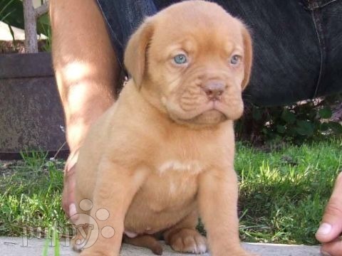 Bessy - Dogue de Bordeaux, Euro Puppy Referenzen aus United States