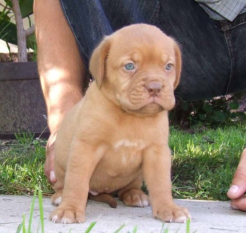 Bessy - Dogue de Bordeaux, Euro Puppy review from United States