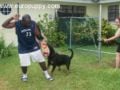 Gold - Rottweiler, Euro Puppy review from Bahamas