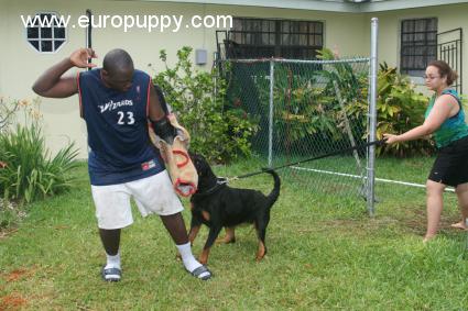 Gold - Rottweiler, Euro Puppy review from Bahamas
