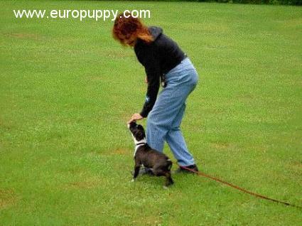 Lauren - Boxer, Euro Puppy Referenzen aus United States