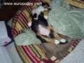 Pixie - Entlebucher Sennenhund, Euro Puppy review from United States