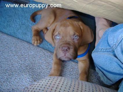 Chaos - Dogue de Bordeaux, Euro Puppy review from United States