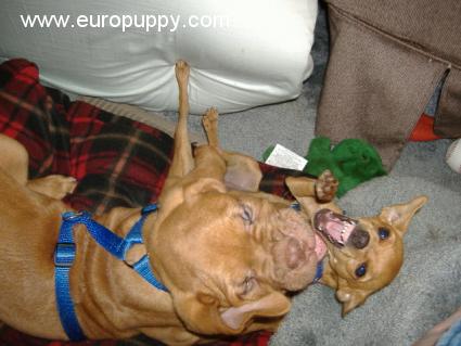 Chaos - Dogo de Burdeos, Euro Puppy review from United States