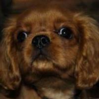 Snickers - Cavalier King Charles Spaniel, Euro Puppy review from Germany