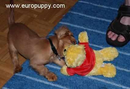 Snickers - Cavalier King Charles, Euro Puppy review from Germany