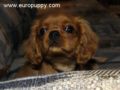 Snickers - Cavalier King Charles Spaniel, Euro Puppy review from Germany