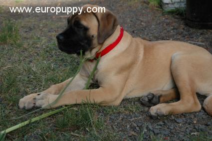 Timber Lee - Bullmastiff, Euro Puppy Referenzen aus United States