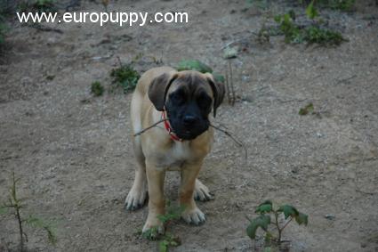 Timber Lee - Bullmastiff, Euro Puppy review from United States