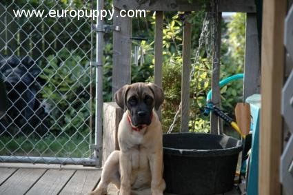 Timber Lee - Bullmastiff, Euro Puppy review from United States
