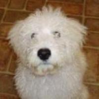 Connor - Komondor, Euro Puppy Referenzen aus United States