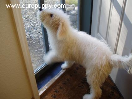 Connor - Komondor, Euro Puppy Referenzen aus United States