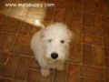 Connor - Komondor, Euro Puppy review from United States