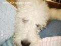 Connor - Komondor, Euro Puppy review from United States