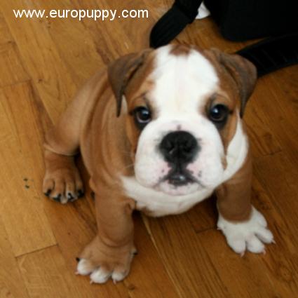 Pele - Bulldog, Euro Puppy review from United States
