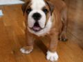 Pele - Bulldog, Euro Puppy review from United States