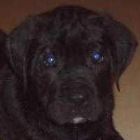 Anton - Dogo Canario, Euro Puppy Referenzen aus Finland