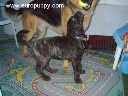 Anton - Dogo Canario, Euro Puppy Referenzen aus Finland