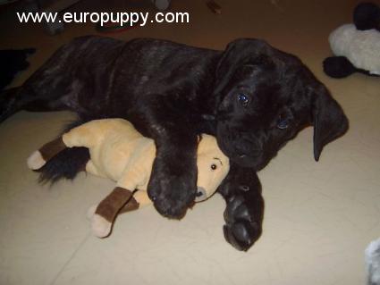 Anton - Dogo Canario, Euro Puppy Referenzen aus Finland
