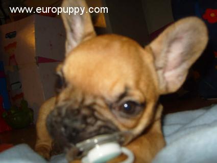 Angel - Französische Bulldogge, Euro Puppy Referenzen aus Denmark
