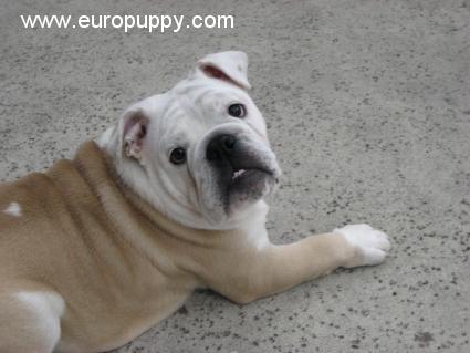 MacGyver - Bulldogge, Euro Puppy review from United States