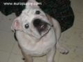 MacGyver - Bulldog, Euro Puppy review from United States