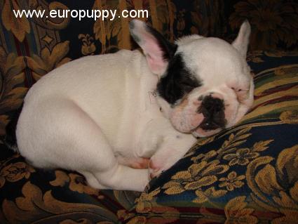 Sumo - Französische Bulldogge, Euro Puppy review from Germany
