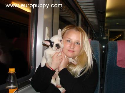 Sumo - Französische Bulldogge, Euro Puppy Referenzen aus Germany