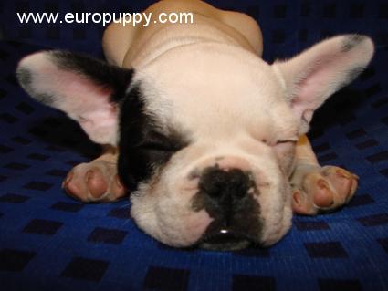 Sumo - Bulldog Francés, Euro Puppy review from Germany