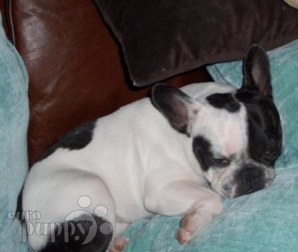 Max - Französische Bulldogge, Euro Puppy Referenzen aus United States