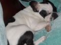 Max - French Bulldog, Euro Puppy review from United States