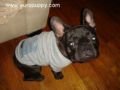 Romeo Astor - Bulldog Francés, Euro Puppy review from United States