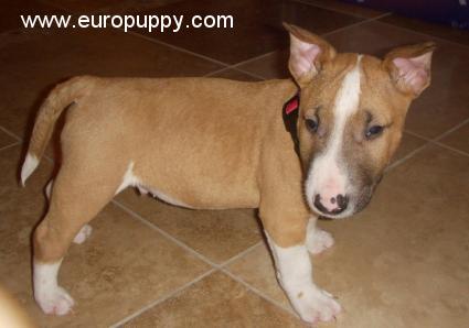 Alf - Miniature Bullterrier, Euro Puppy review from United States
