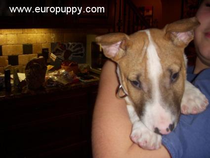 Alf - Bull Terrier Miniatura, Euro Puppy review from United States