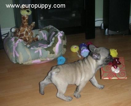 Cookie - Französische Bulldogge, Euro Puppy Referenzen aus United States