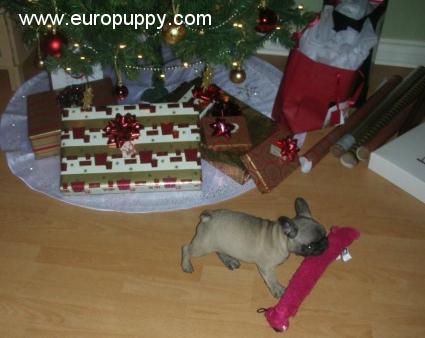 Cookie - Bulldog Francés, Euro Puppy review from United States