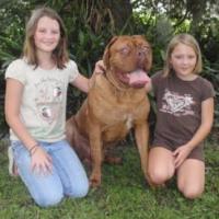 Thor - Dogue de Bordeaux, Euro Puppy Referenzen aus United States