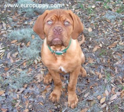 Thor - Dogue de Bordeaux, Euro Puppy review from United States