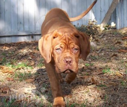 Thor - Dogue de Bordeaux, Euro Puppy review from United States