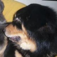 Bimpa - Tibetan Mastiff, Euro Puppy review from China